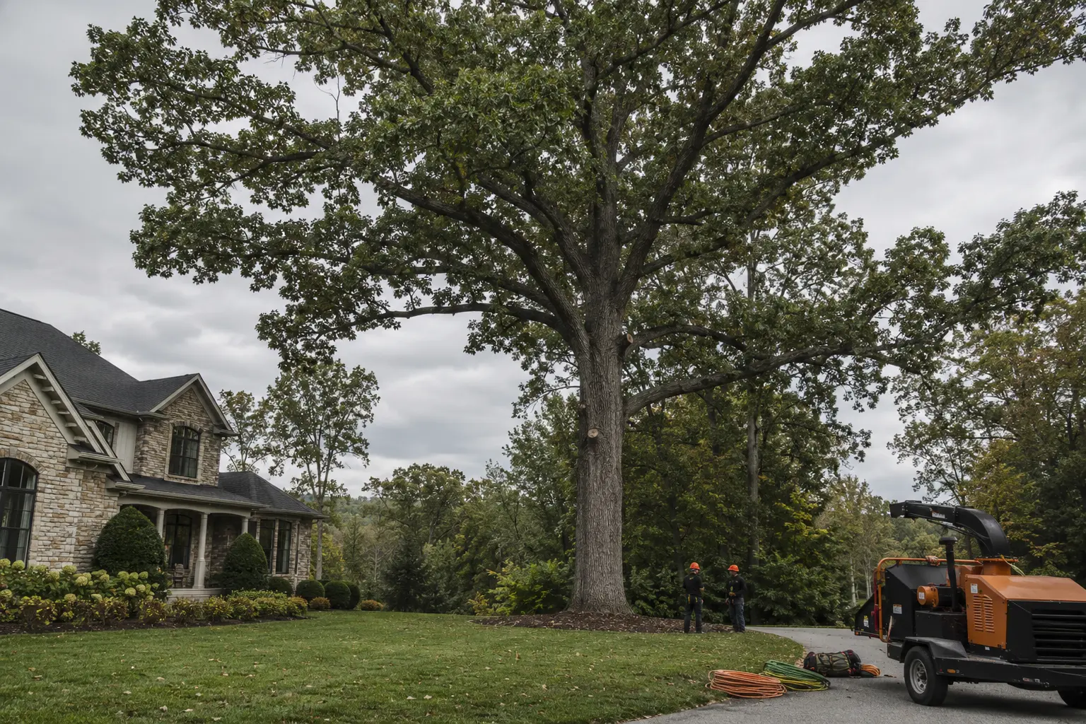 Mature pruned oak with arborist crew and equipment staged nearby